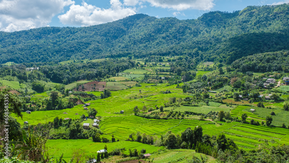 Rice Field in Chiangmai during the green rain season, Thailand. Royal Project Khun Pae Northern Thailand