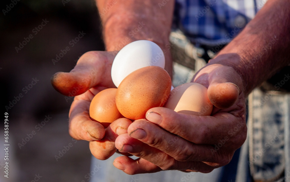 a male farmer holds chicken eggs in his hands. a male farmer holds chicken eggs in his hands.