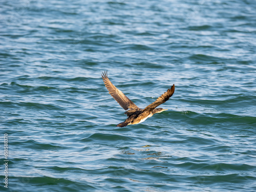 cormorant in the gulf of la spezia