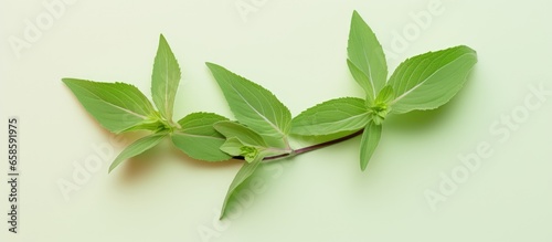 Two Stevia leaves isolated on a isolated pastel background Copy space