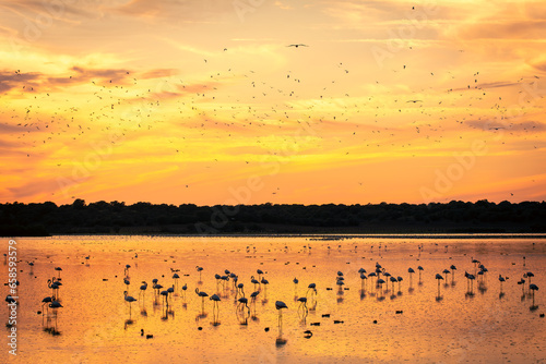 Fototapeta Naklejka Na Ścianę i Meble -  aves al atardecer en Doñana