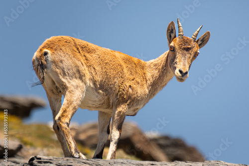 Cabra montesa en Sierra Nevada photo