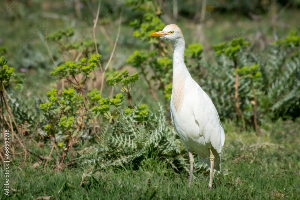 Naklejka premium Garcilla bueyera sobre vegetación