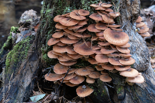 Mushrooms in the autumn forest, growing on a tree stump standing on a small forest river bank.