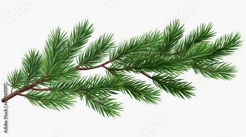 Spruce branch. Green fir. Realistic Christmas tree llustration for Xmas cards  New year party posters isolated white background