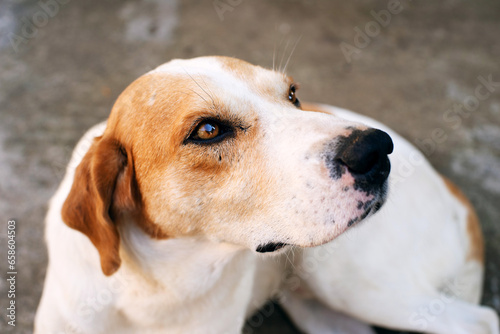 Close-up portrait of a dog with red and white spots. Homeless street animals.