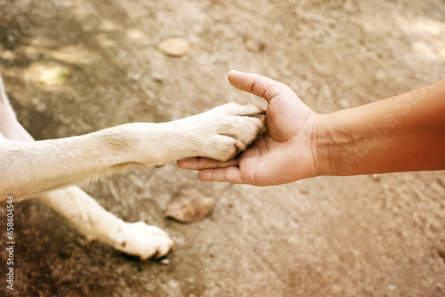 Fotografia A dog extends its paw into a woman's hand, close-up, top view