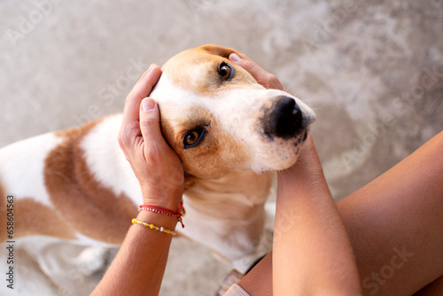 Sad lonely dog with red and white spots is being petted and hugged by women's hands on the street. An image of friendship, trust, love, help between a person and a dog. Homeless animals on the street