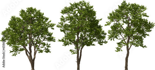 Fototapeta Naklejka Na Ścianę i Meble -  trees walter's dogwood, hq, arch viz, cutout plant 3d render