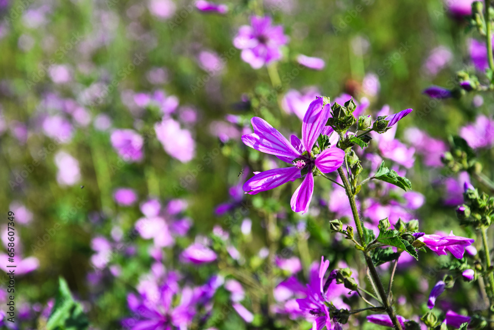 Wildflowers blooming in springtime attracting insects to drink nectar Wildflowers blooming in springtime attracting insects to drink nectar