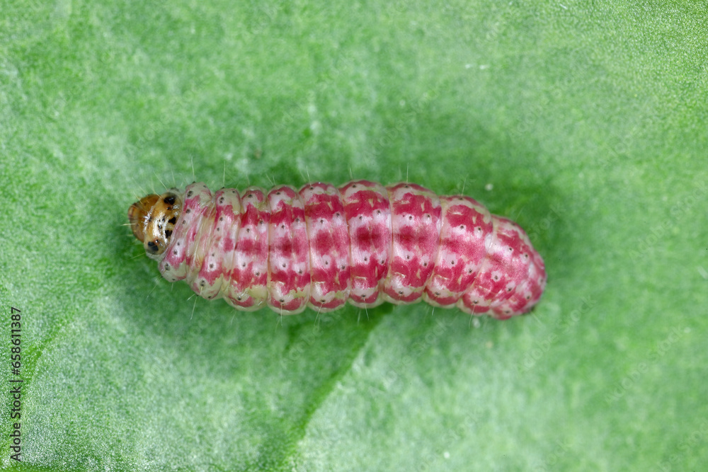 Caterpillar of the beet moth (Scrobipalpa ocellatella) on beet leaf. It is a moth in the family Gelechiidae an important pest. Caterpillar of the beet moth (Scrobipalpa ocellatella) on beet leaf. It is a moth in the family Gelechiidae an important pest.