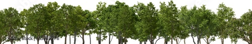 xxl trees tree line, hq, arch viz, cutout plant 3d render