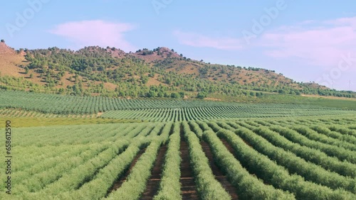 Elevated view of a large plantation of olive trees planted in super intensive mode. The High Density olive tree in a rows. Agronomic model for olive harvesting. Intensive olive trees in Spain