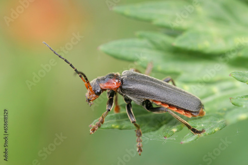 Closeup on a dark soldier beetle, Cantharis fusca sitting on a green leaf photo