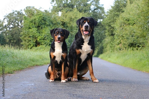 A large Swiss mountain dog sits next to a small Appenzeller mountain dog on a street