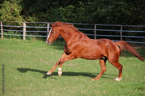 beautiful brown quarter horse is running on the paddock  © Bianca