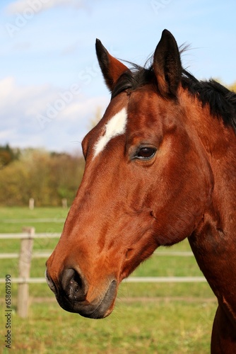 Close-up of a head of a brown western horse with a white stripe on the head and black mane © Bianca