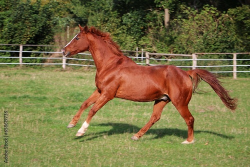 beautiful brown quarter horse is running on the paddock