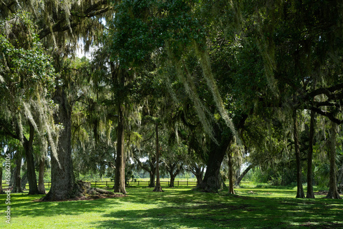 Landscape in Florida, United States