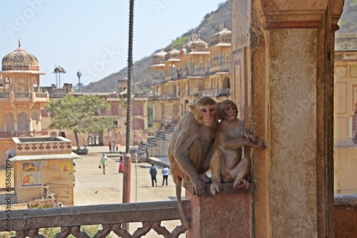 Monkey at Galtaji Temple Jaipur, Rajasthan, India photo