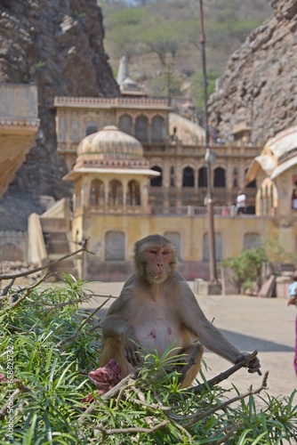 Monkey at Galtaji Temple Jaipur, Rajasthan, India photo