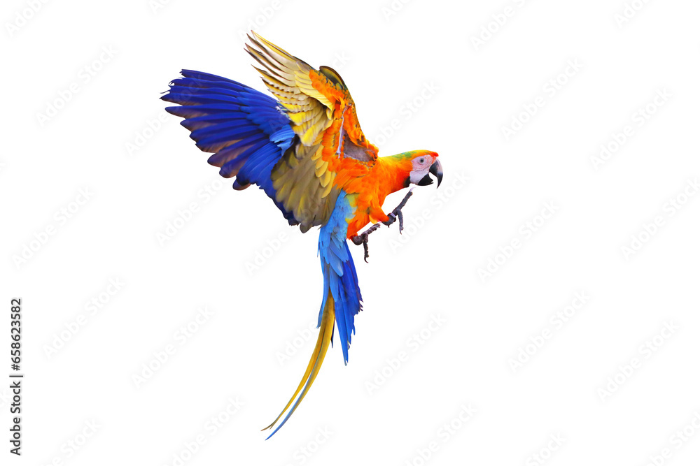 Fototapeta premium Beautiful Camelot macaw flying isolated on transparent background png file