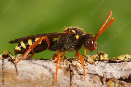 Closeup of a colorful red female orange horned nomad cuckoo bee, Nomada fulvicornis, sitting on wood © Henk