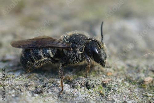 Closeup on a female cleptoparasite Little dark bee, Stelis breviuscula, sitting on wood