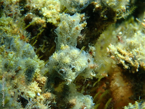 Encrusting colonial ascidian form or tunicate  Diplosoma spongiforme close-up undersea, Aegean Sea, Greece, Halkidiki