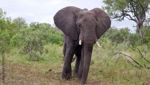 Primer plano de elefante salvaje en Sudáfrica moviendo suavemente las orejas y la trompa.