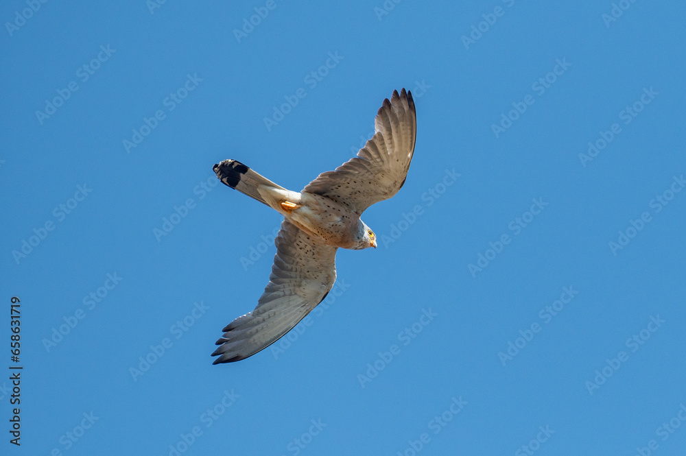 Obraz premium Falco naumanni - Lesser Kestrel - Faucon crécerellette