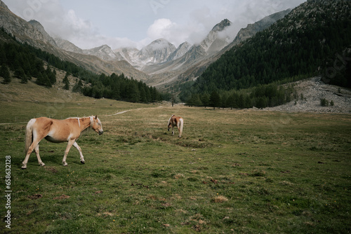 Pferde reiten durchs Pfossental. Im Hintergrund wunderschöne Berge der Texelgruppe in Südtirol im Spätsommer 2