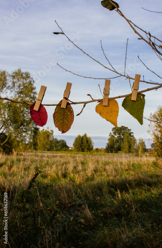 Leaves hanging on clothesline