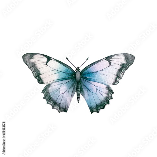 Beautiful butterfly isolated on white background in watercolor style. © Hanna