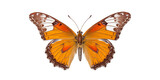 Monarch butterfly, butter fly Isolated On Transparent Images. Monarch butterfly, , transparent background, insect, butterfly,