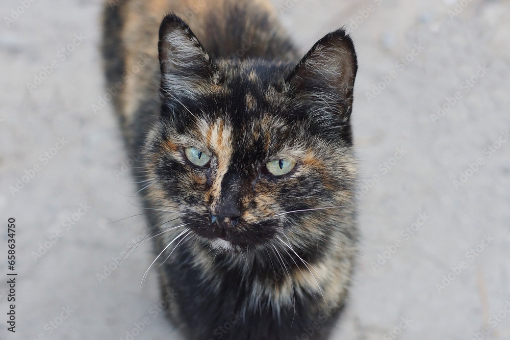 one spotted stray cat stands and looks on the street on a gray background