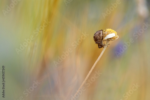 Araña sobre flor con fondo difuminado