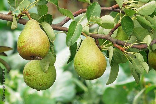 pears grow and on a pear tree in an orchard. gardening and pear cultivation concept