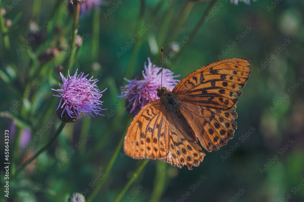 Obraz premium Beautiful close up of a Silver-Washed Fritillary butterfly sitting on a flower glowing in bright sunlight with its wings spread, Argynnis paphia.
