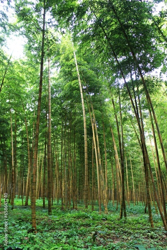 金明孟宗竹の林
