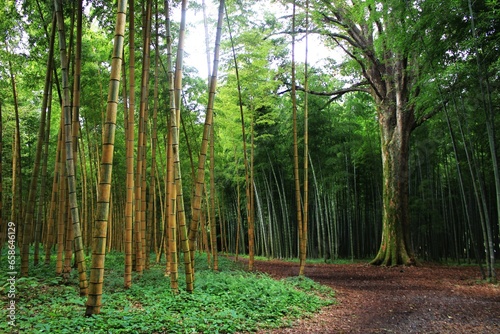 大ケヤキと金明孟宗竹の風景