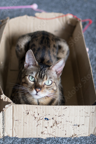cute pet bengal cat sitting in a cardboard box 