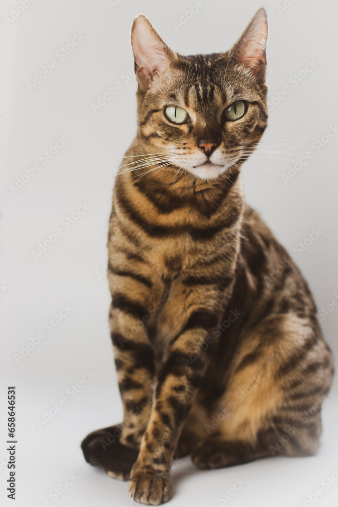 beautiful studio photograph of a pure breed pedigree bengal car - full body portrait on white background - looking at camera 