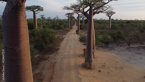 Aerial view of baobabs avenue in Madagascar, woman walking in the avenue.