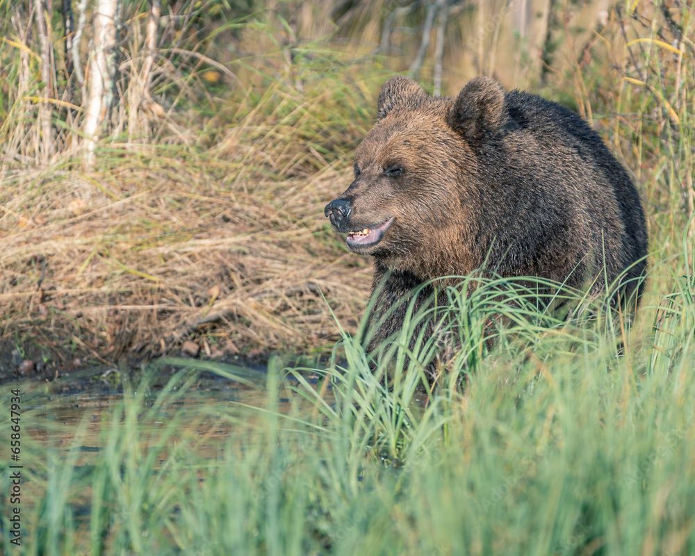 brown bear in the grass and laugh brown bear in the grass and laugh