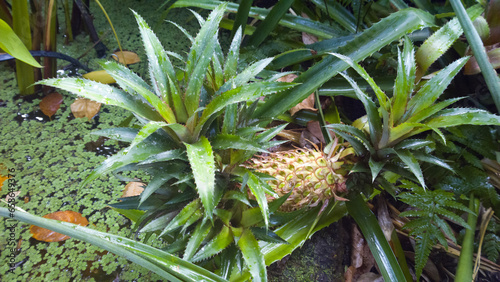 Pineapples Don't Grow on Trees