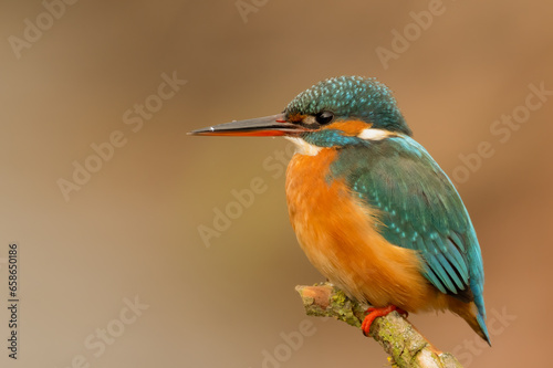 a kingfisher sits on a branch © Petr