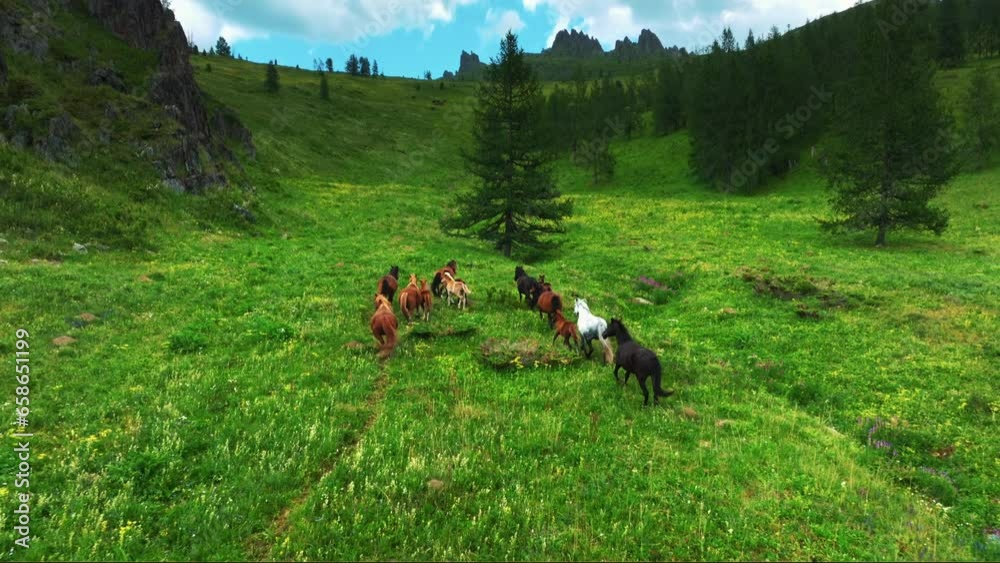 Herd of wild horses running through the meadow