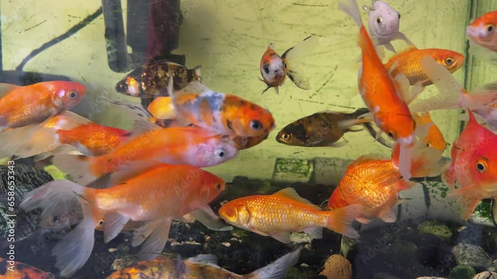 Outdoor fish tank with lots of goldfish swimming underwater Outdoor fish tank with lots of goldfish swimming underwater