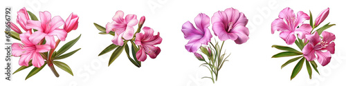 Oleande Flower Hyperrealistic Highly Detailed Isolated On Transparent Background PNG File